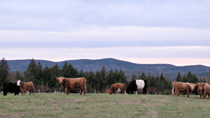 grass-fed beef stading in pasture